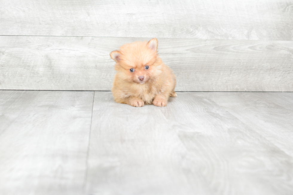 Adorable Pomeranian Purebred Puppy