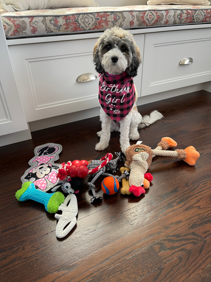 cavapoo dog surrounded by dog toys