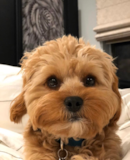 Friendly Cavapoo Poodle Mix Pup