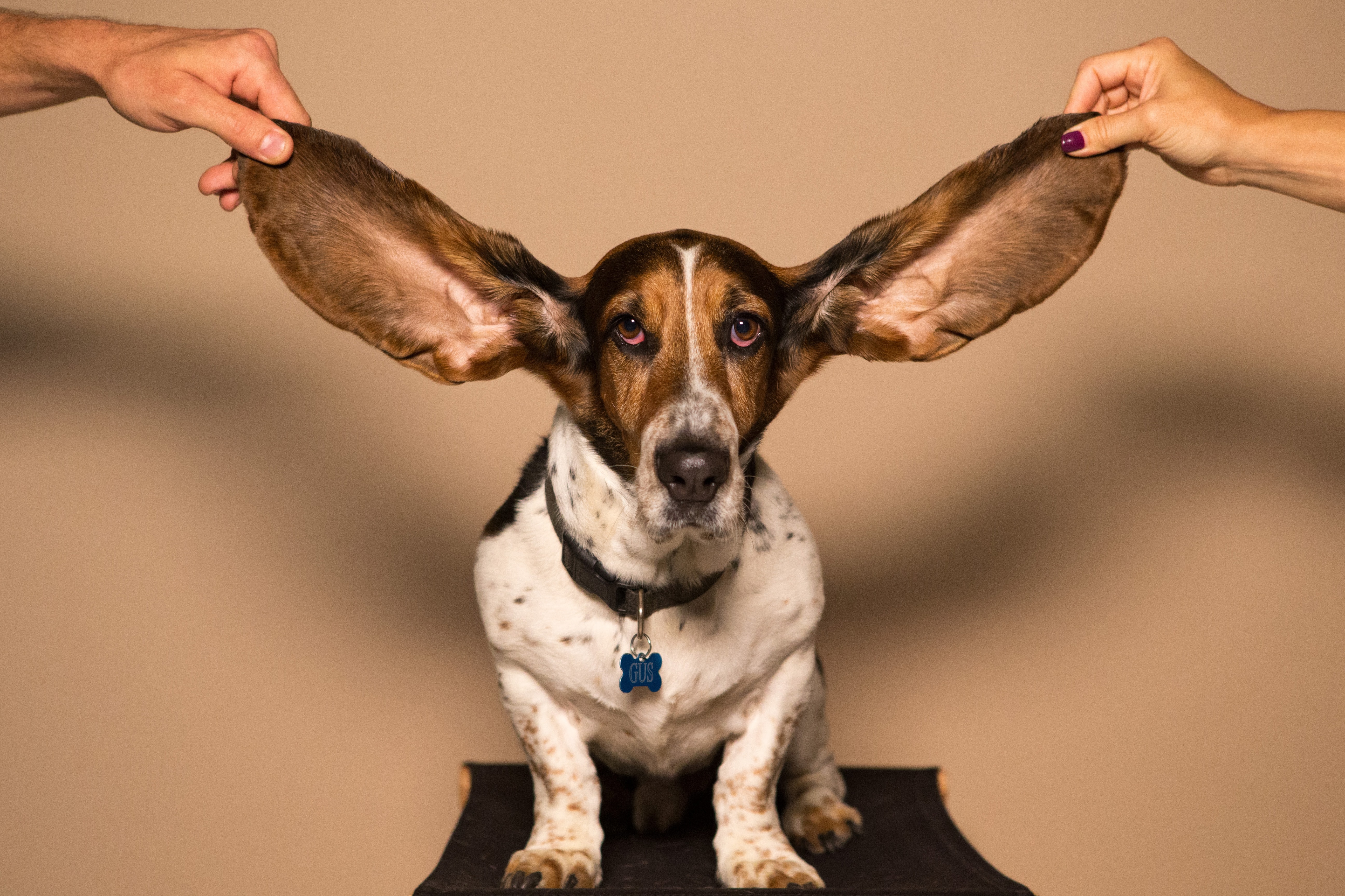 dog with hilarious and giant ears being held up by two people