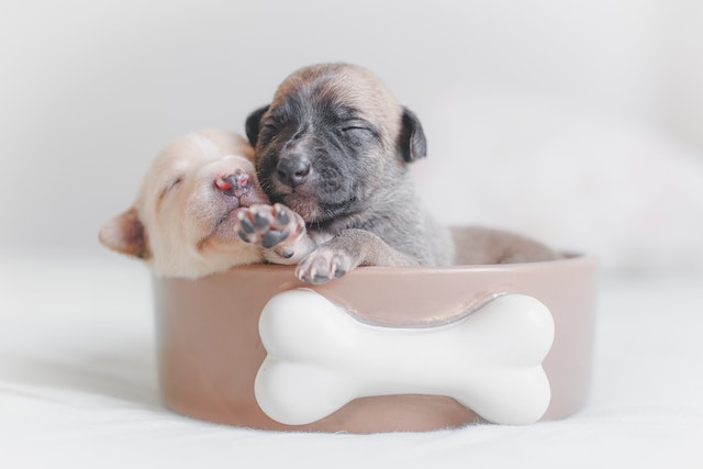 two puppies sleeping in a bowl