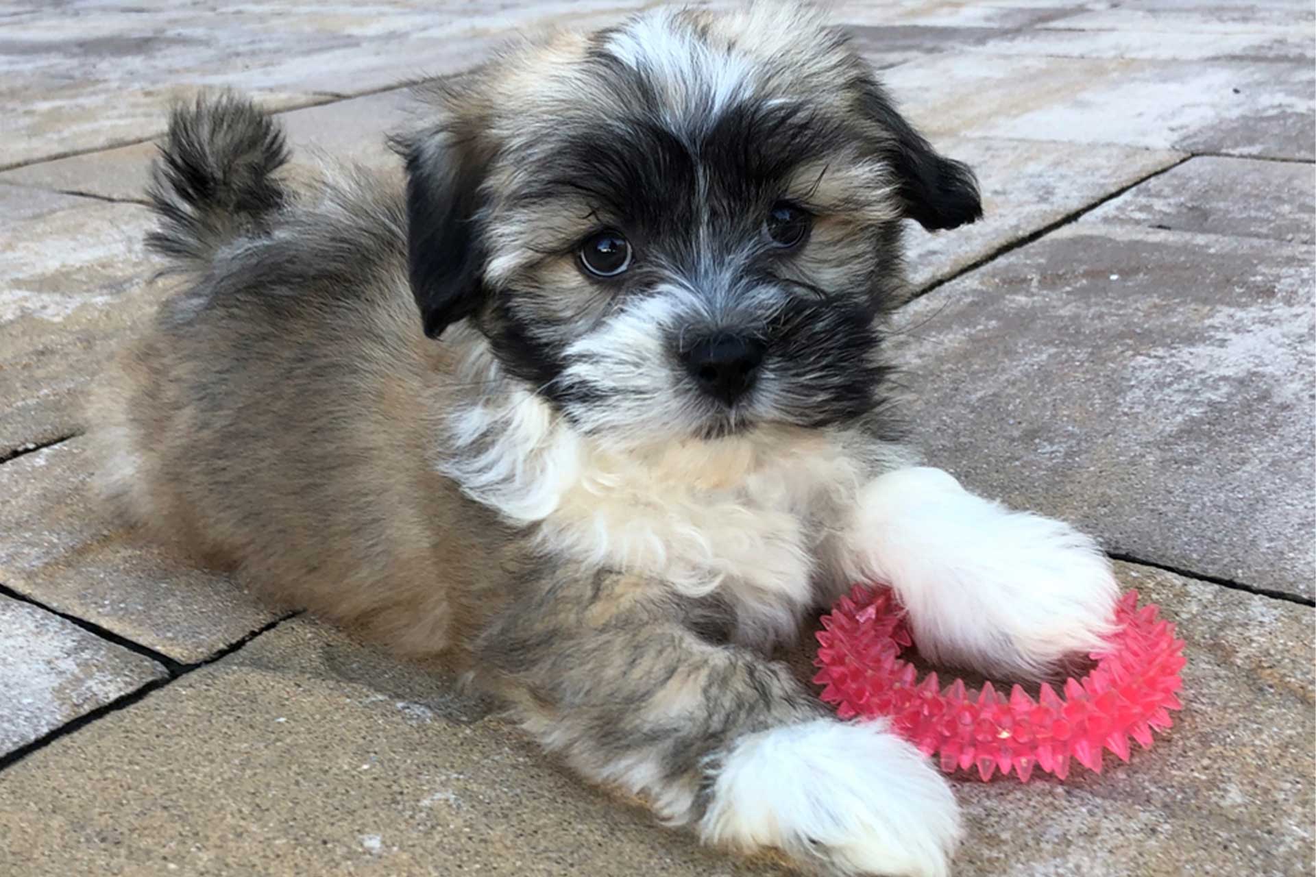 Havanese puppy