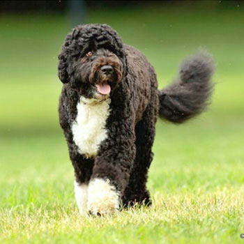 black and white Portuguese water dog