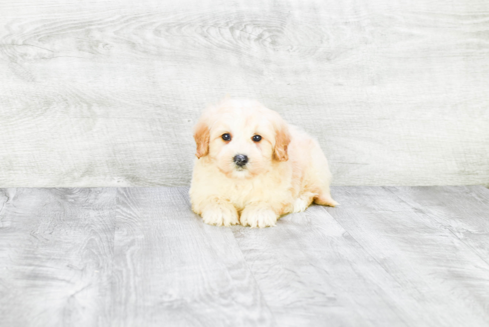 Meet Rover - our Mini Goldendoodle Puppy Photo 4/4 - Premier Pups
