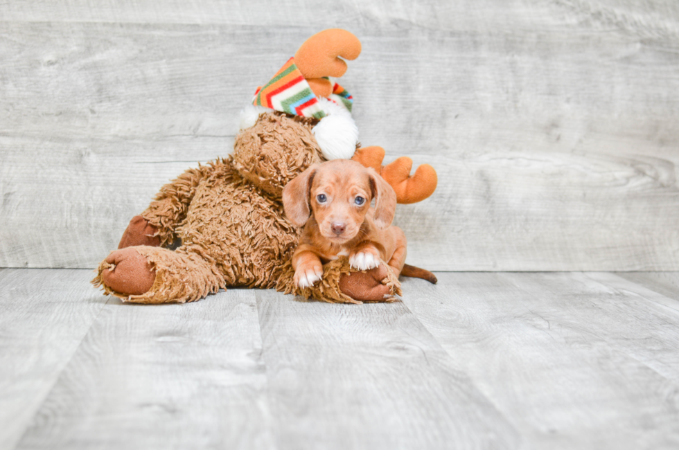 Dachshund puppies for sale in Ohio