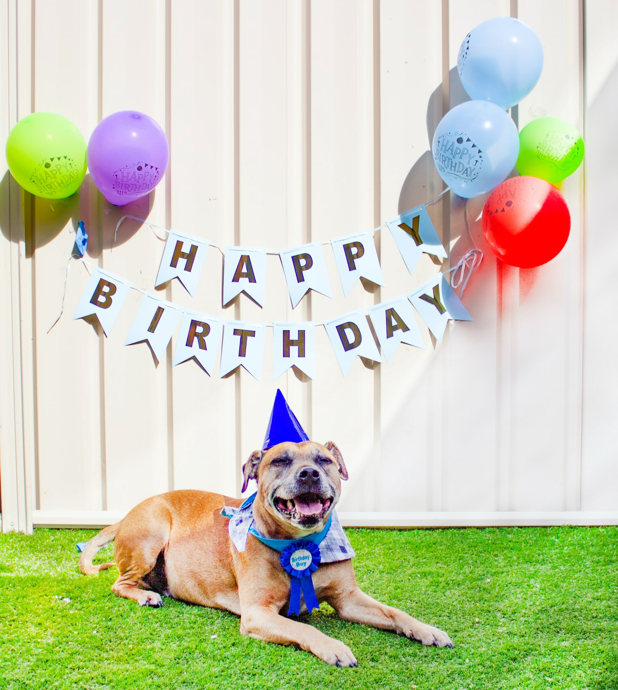 dog near "happy birthday sign" and colorful balloons