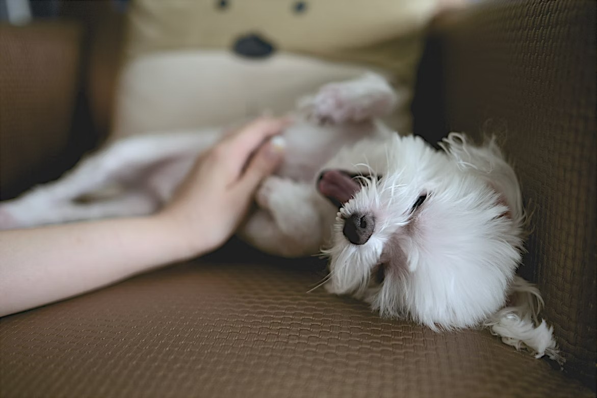 happy white fluffy Maltese dog