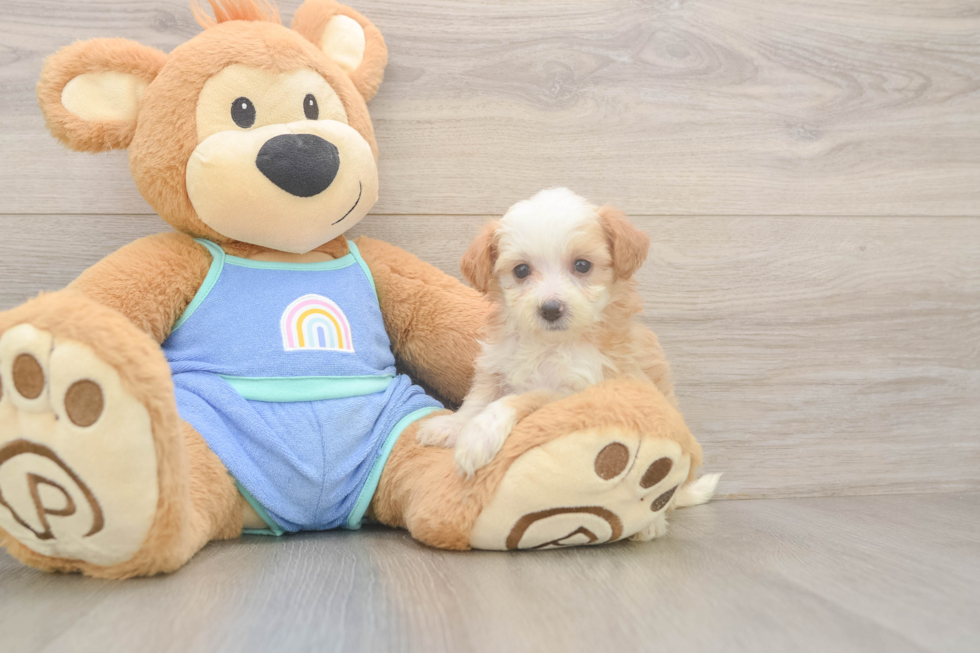 light apricot mini bernedoodle puppy next to a plush teddy bear 