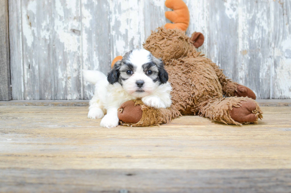 Teddy Bear Puppies For Sale Shichon puppies for sale in Ohio