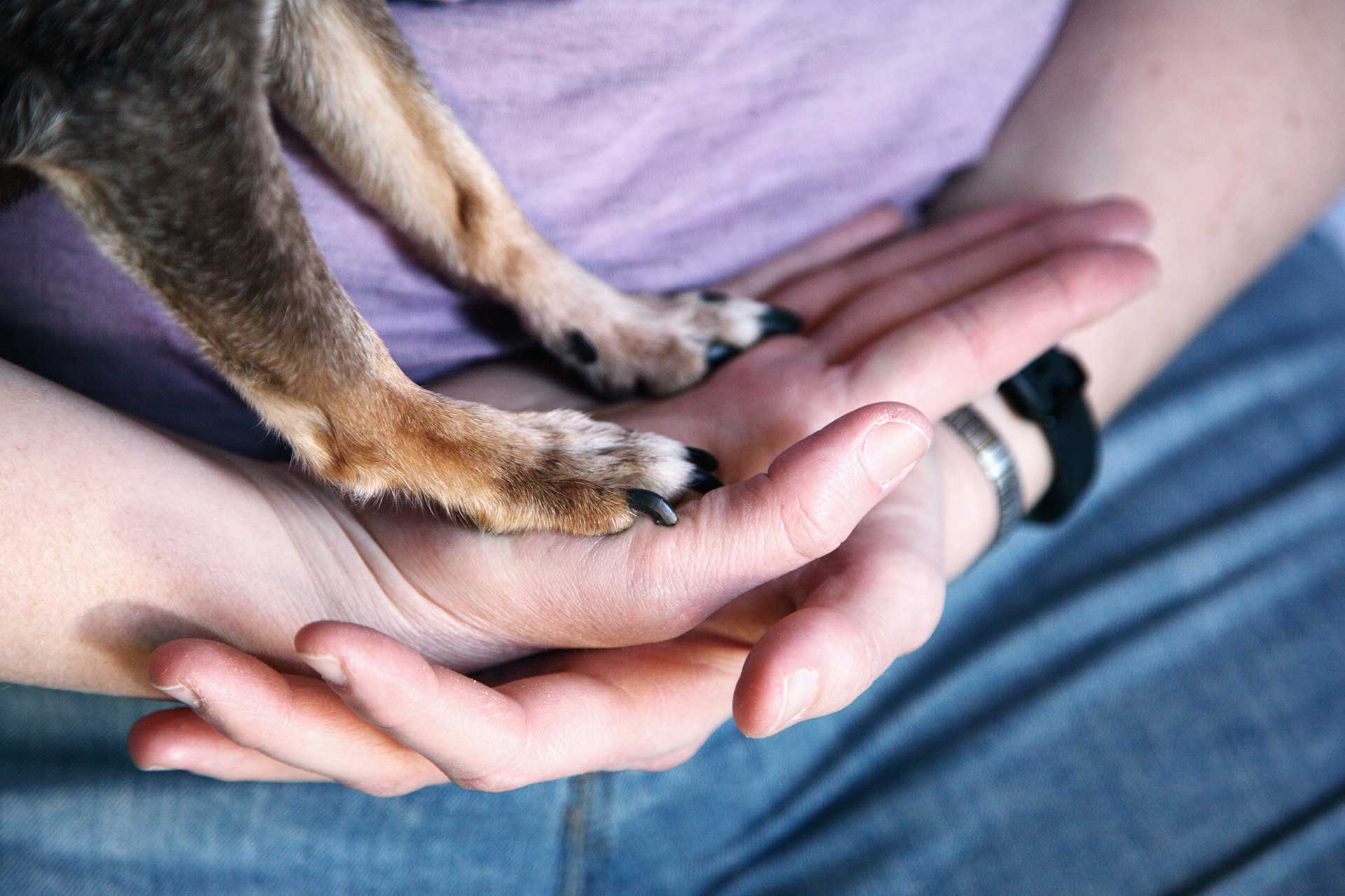 person holding two dog paws in palms