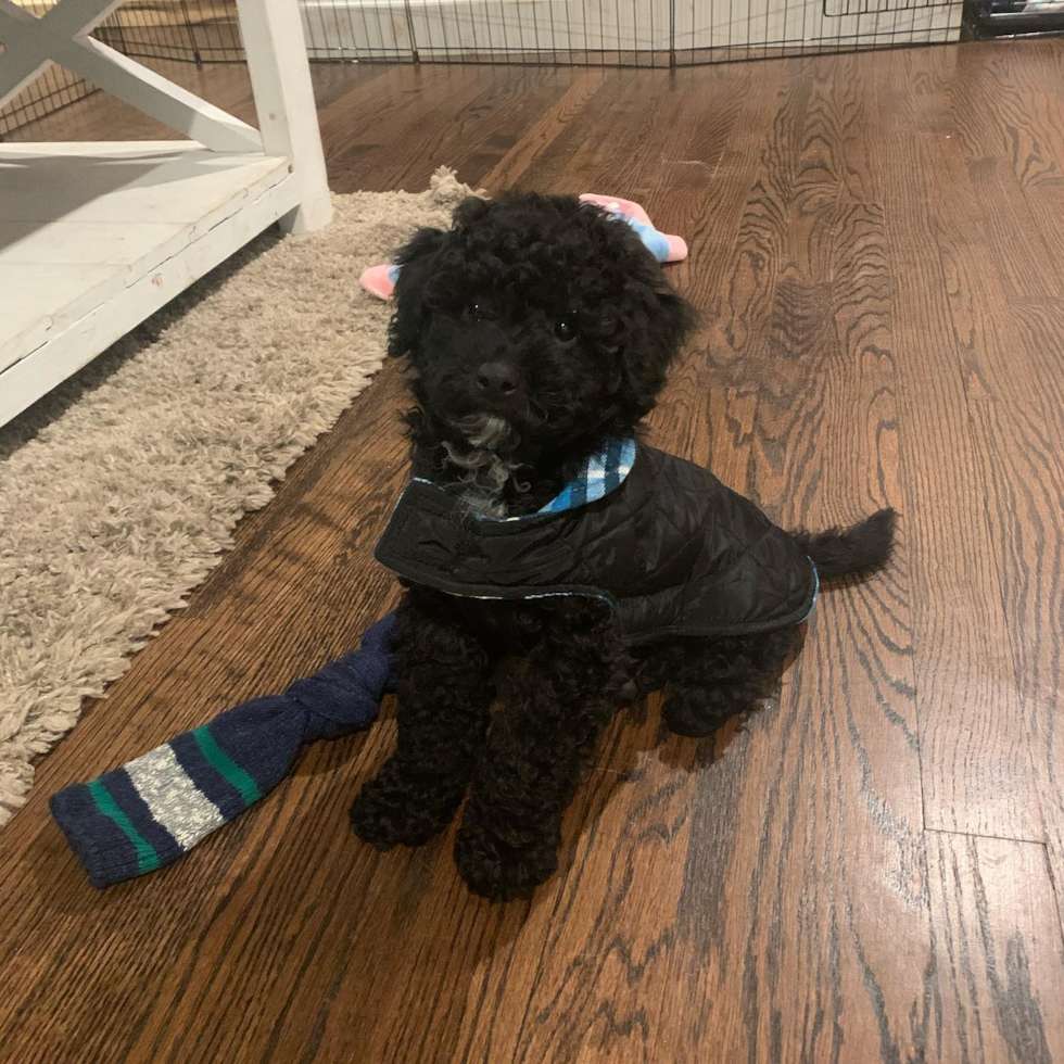 mini goldendoodle black dog sitting on wooden floor. the black mini goldendoodle looks happy