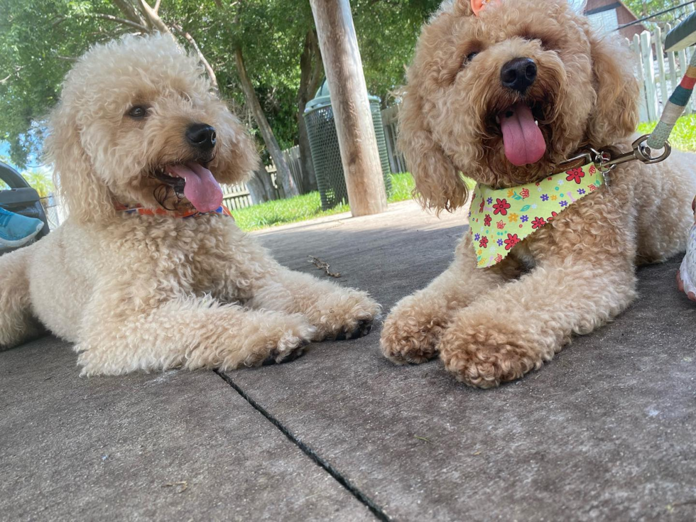 two mini goldendoodles side by side. one mini goldendoodle is white and the other is cream colored
