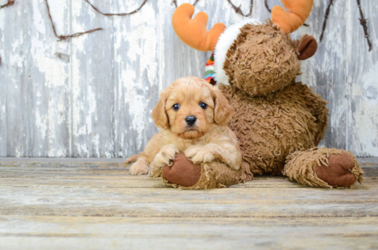 Cavapoo Pup Being Cute