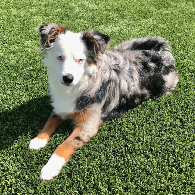 Mini Aussie Puppies for Sale - Buy Now! - Premier Pups