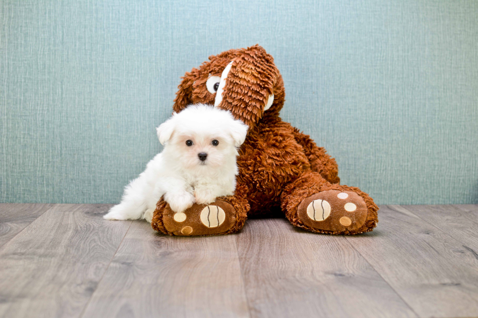 Maltese Puppy for Adoption