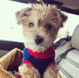 Puppy For Sale Premier Pups Morkie Being Cute