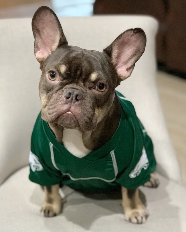 gray and white French Bulldog adult dog wearing a green dog outfit