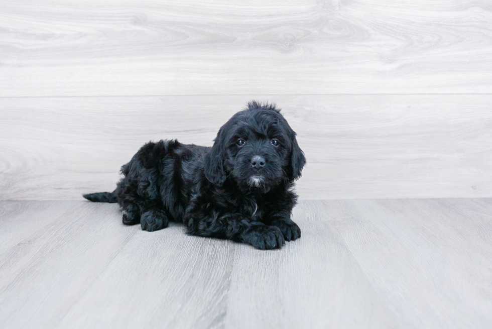 Meet Randy - our Mini Goldendoodle Puppy Photo 2/3 - Premier Pups