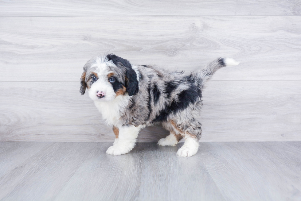 Smart Mini Bernedoodle Poodle Mix Pup