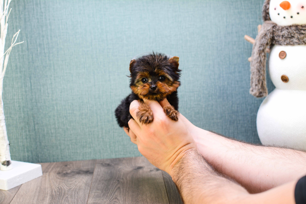 Meet Micro-Teacup-Ronaldo - our Yorkshire Terrier Puppy Photo 