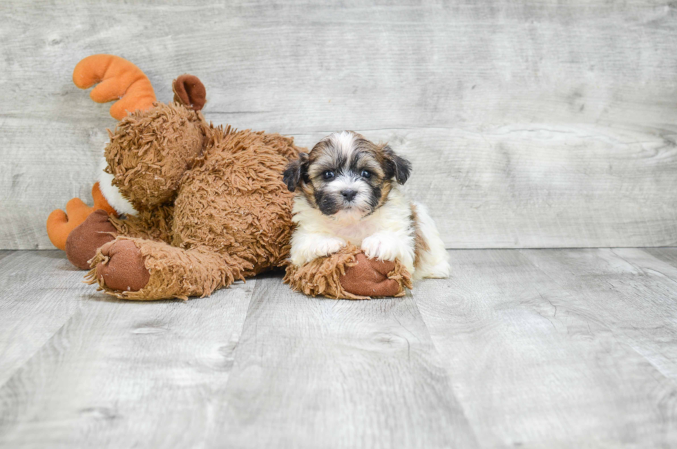 where to buy a teddy bear puppy