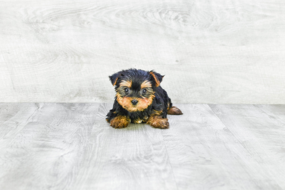 Meet Isabella - our Yorkshire Terrier Puppy Photo 