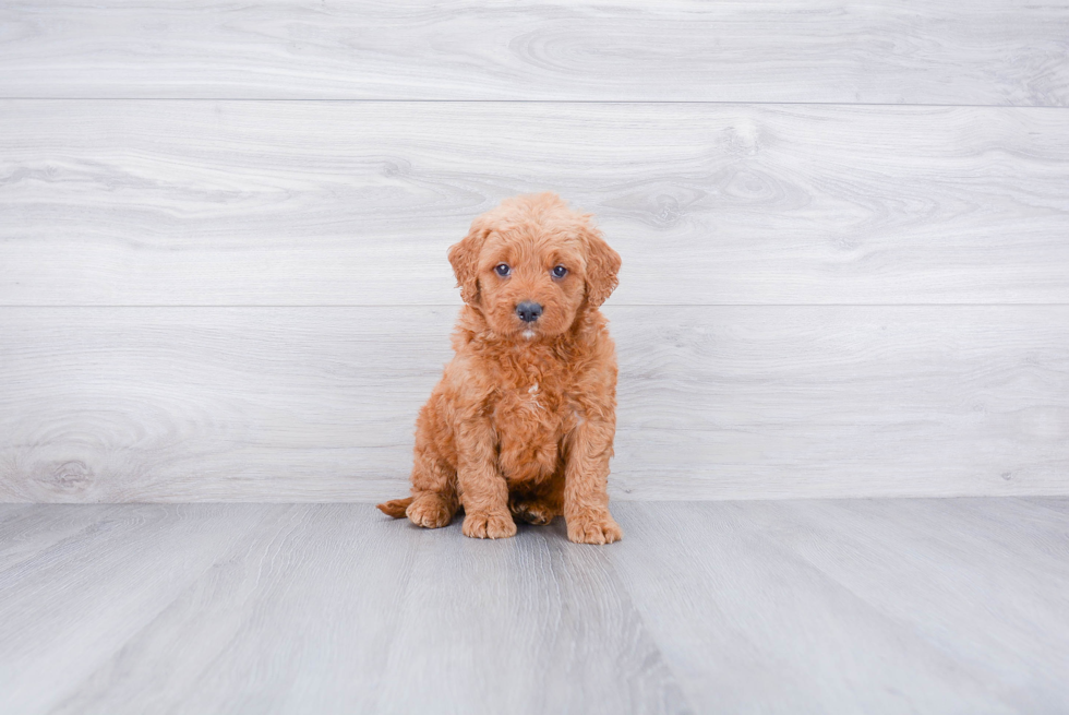 Popular Mini Goldendoodle Poodle Mix Pup