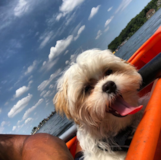 Puppy For Sale Premier Pups Cute Shichon Designer Pup