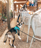 Puppy For Sale Premier Pups Pomsky Being Cute