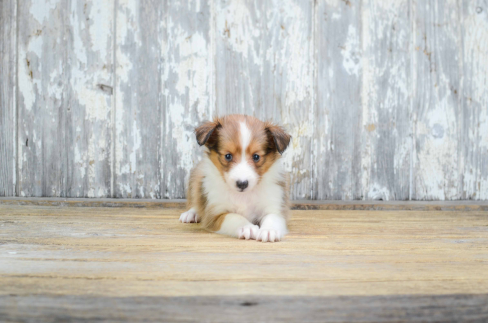 Sheltie Puppy for Adoption