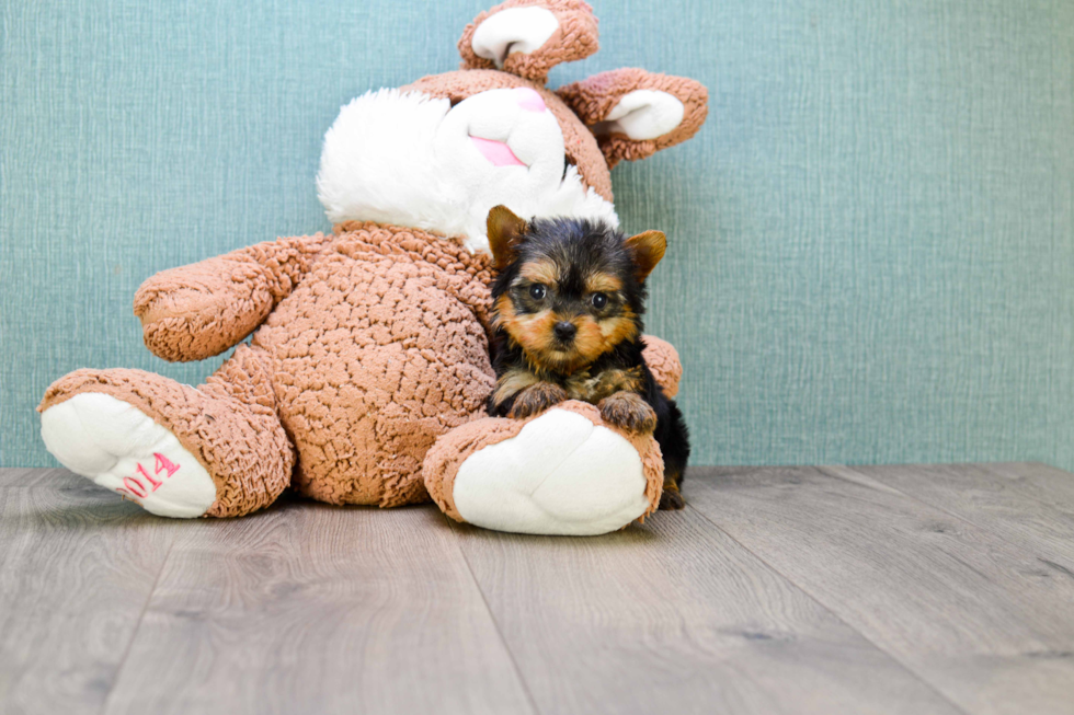 Meet Little Bambino  - our Yorkshire Terrier Puppy Photo 