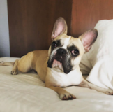 Puppy For Sale Premier Pups French Bulldog Being Cute