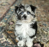 Happy Mini Aussiedoodle Poodle Mix Pup