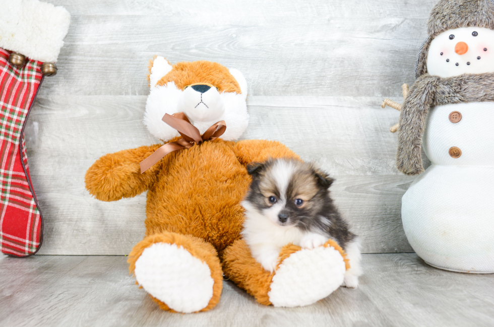 Pomeranian puppies for sale Teacup breed Pom puppies for sale in Ohio