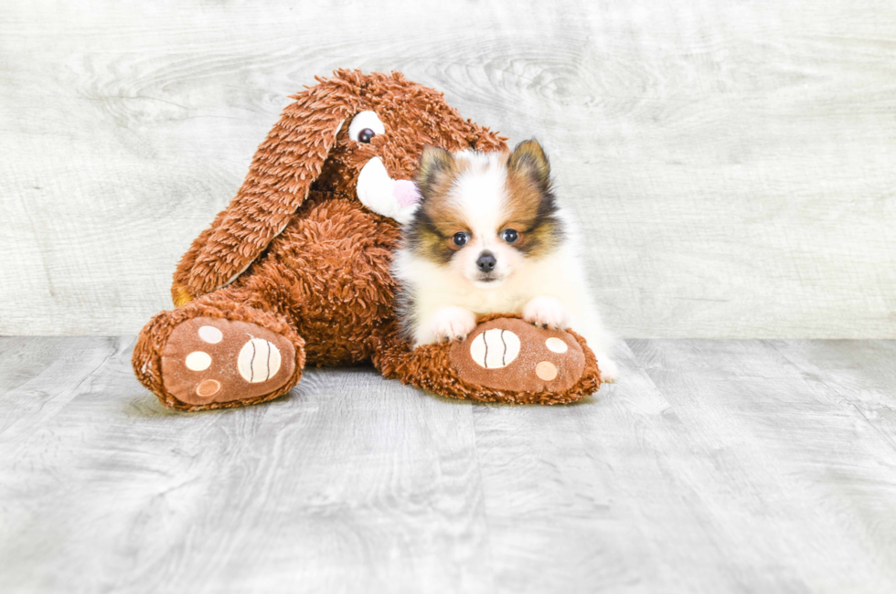 Small breed puppies for sale Teacup Pups for sale in Ohio Premier Pups