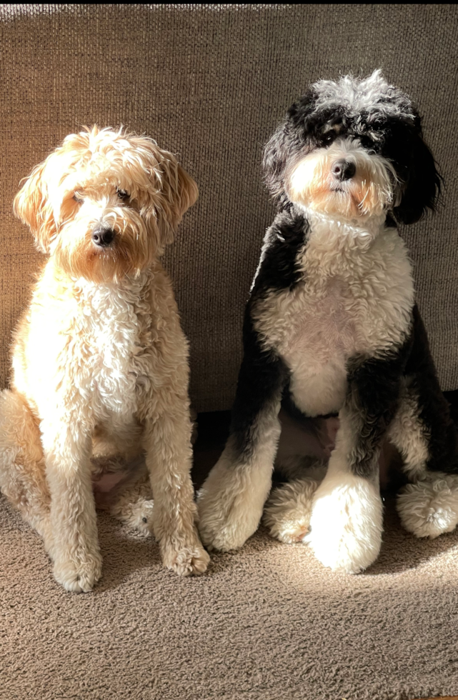 two curly f1b mini bernedoodles sitting next to eachother - mini bernedoodle generations compared
