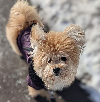 curly pomapoo dog