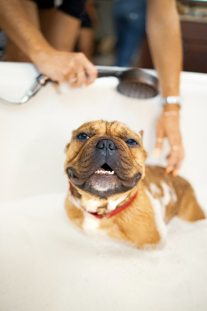 dog owner carefully applying dog-specific shampoo to their dog