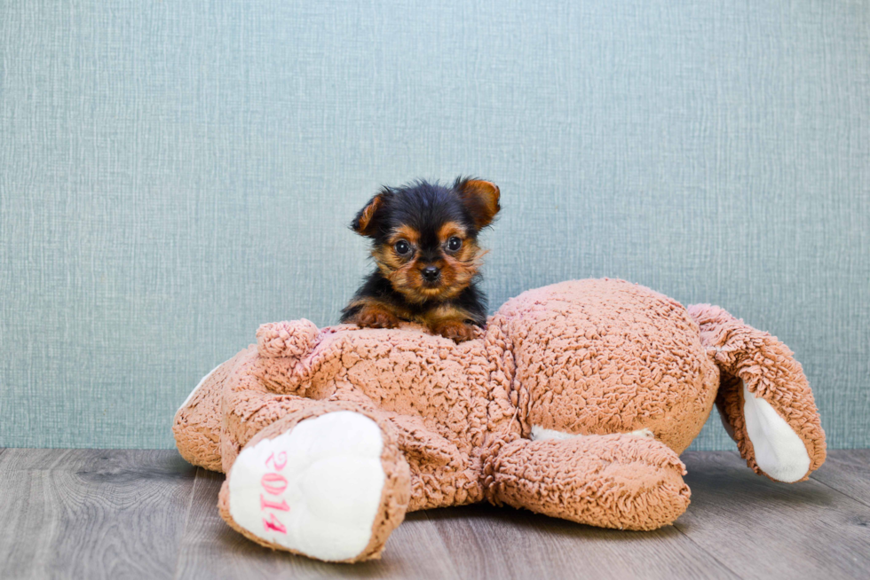 Meet Mikey - our Yorkshire Terrier Puppy Photo 