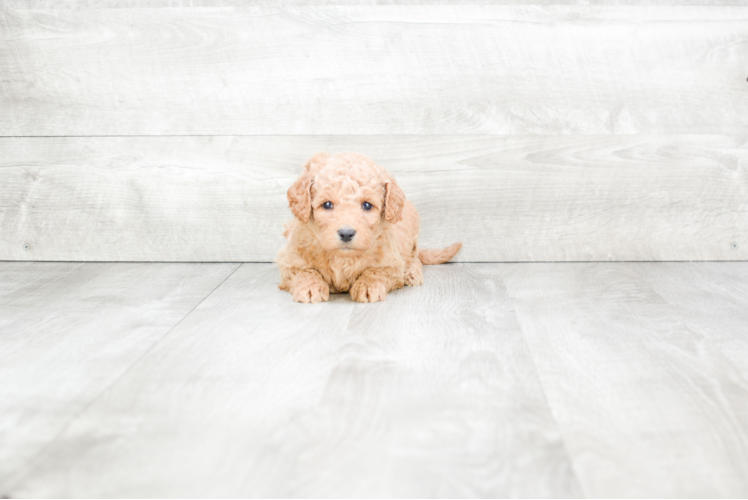 Meet Sassy - our Mini Goldendoodle Puppy Photo 1/3 - Premier Pups