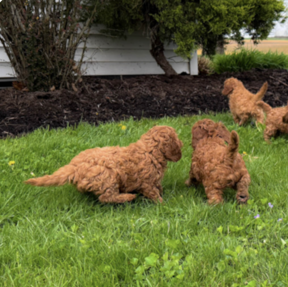 four brown premier pups puppies exploring a lawn 