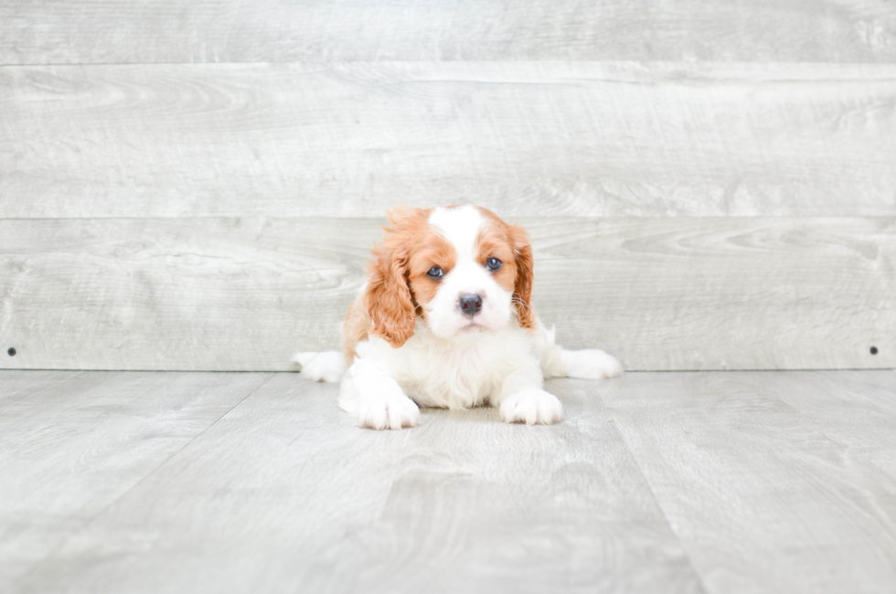 Cavalier Puppies for Sale Smallbreed Pups