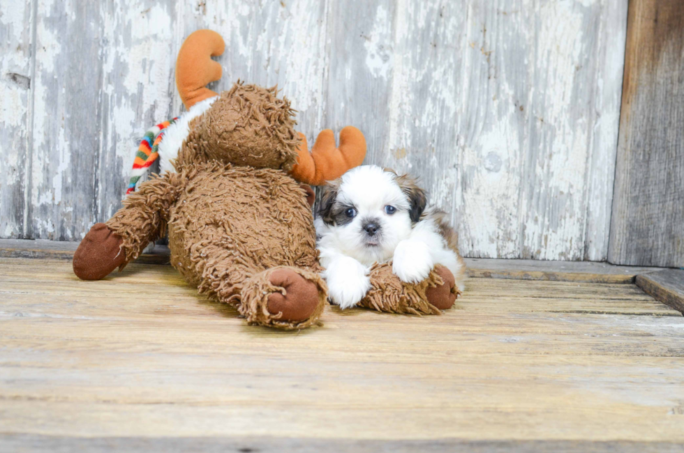 teddy bear puppy prices