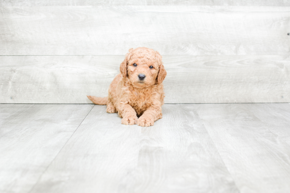 Meet Sergio - our Mini Goldendoodle Puppy Photo 3/3 - Premier Pups