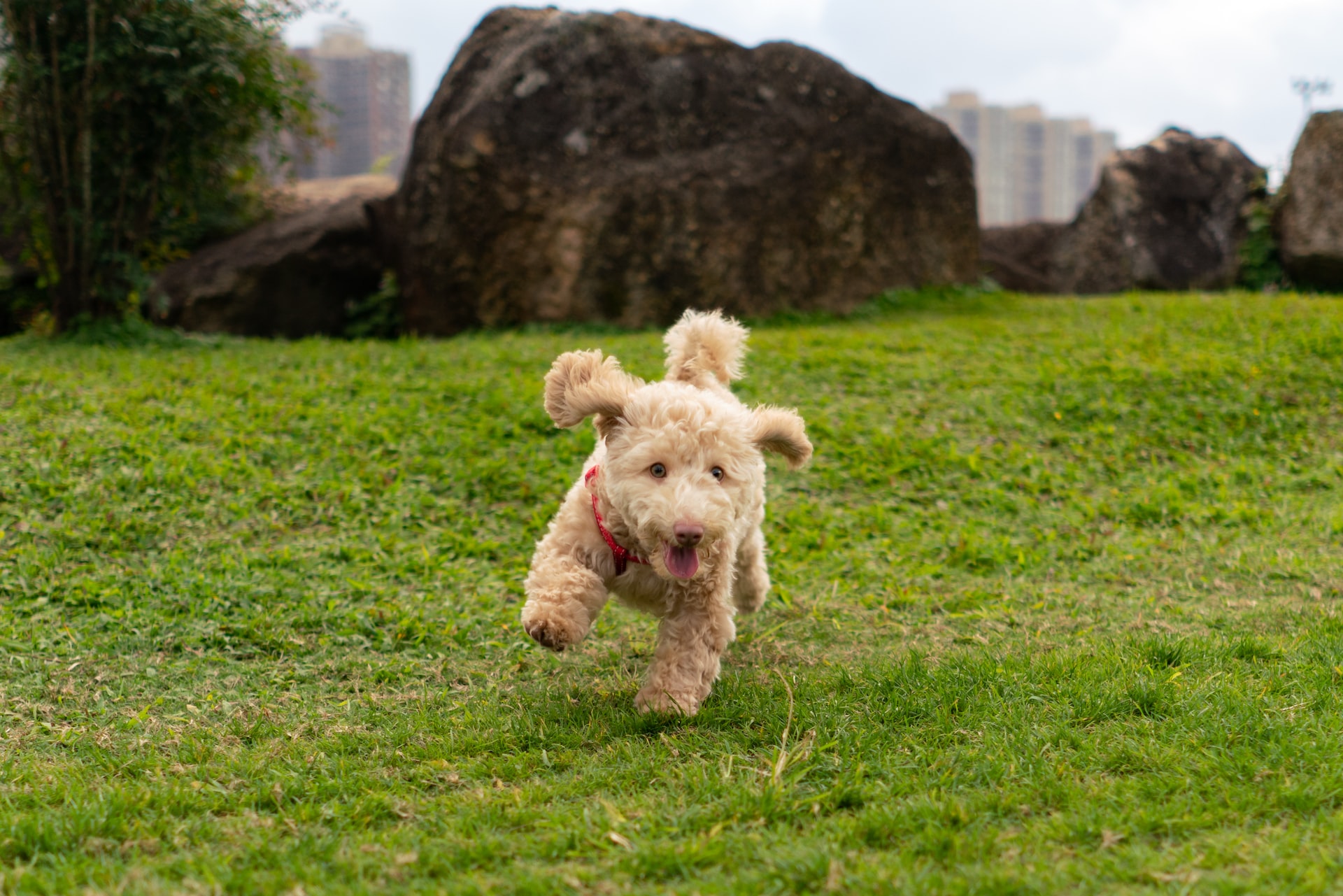 hilarious puppy running