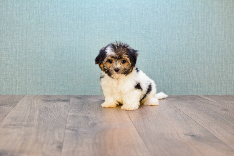 Meet Rihanna - our Yorkshire Terrier Puppy Photo 