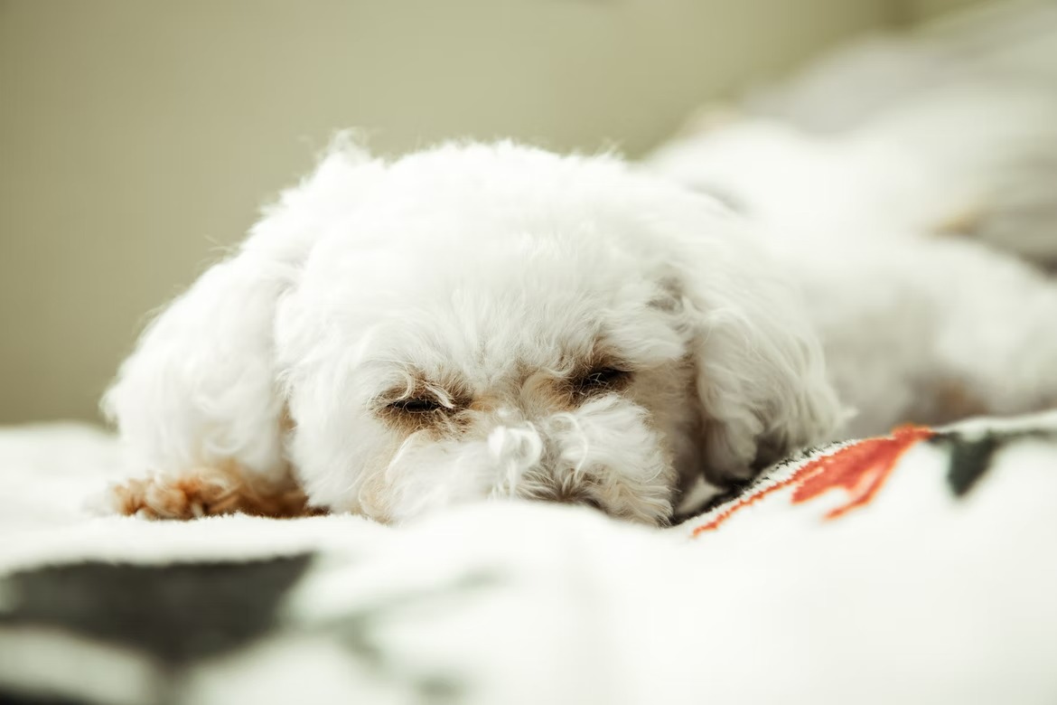charming Maltese dog taking a nap