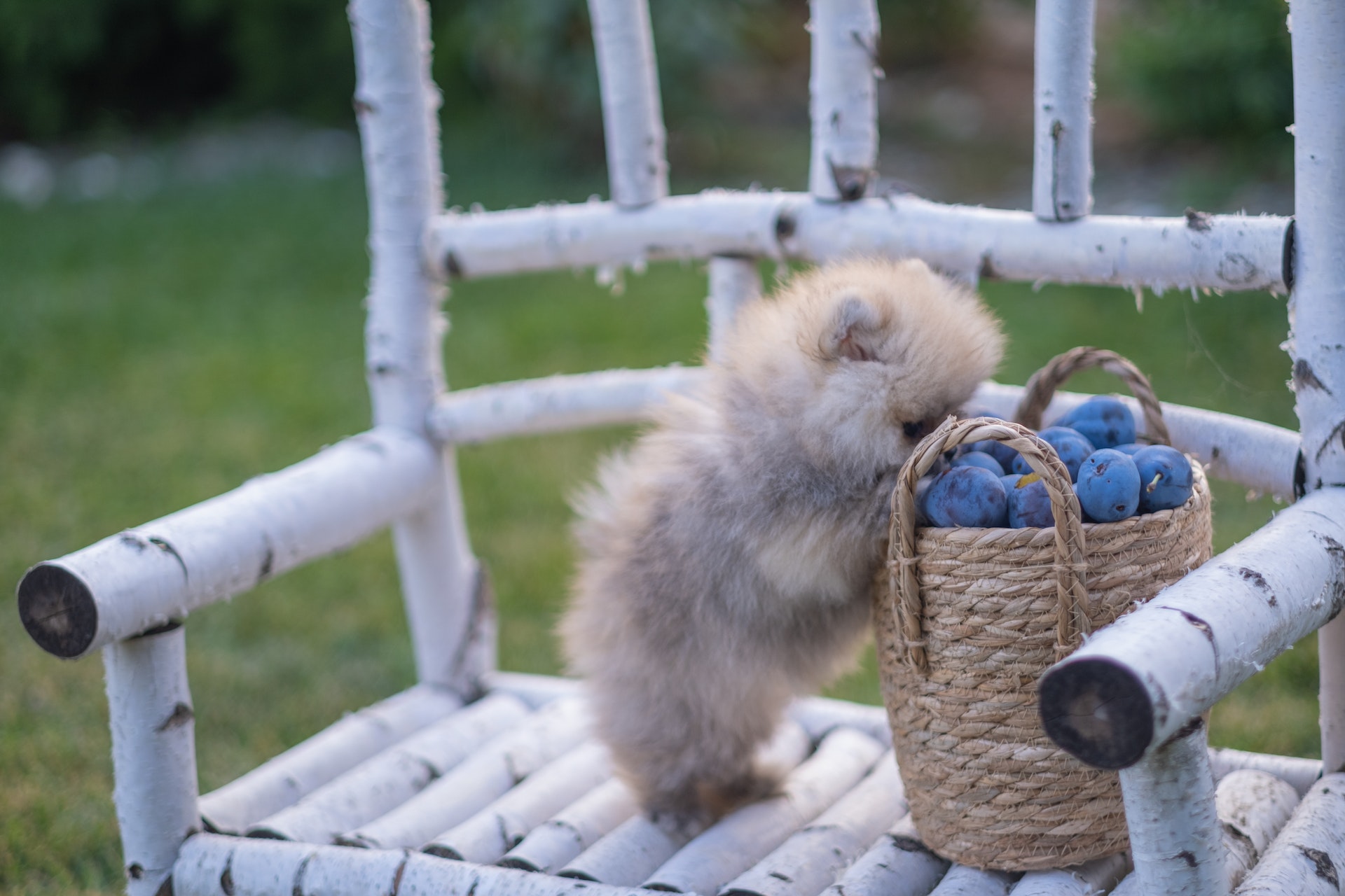 small Pomeranian puppy