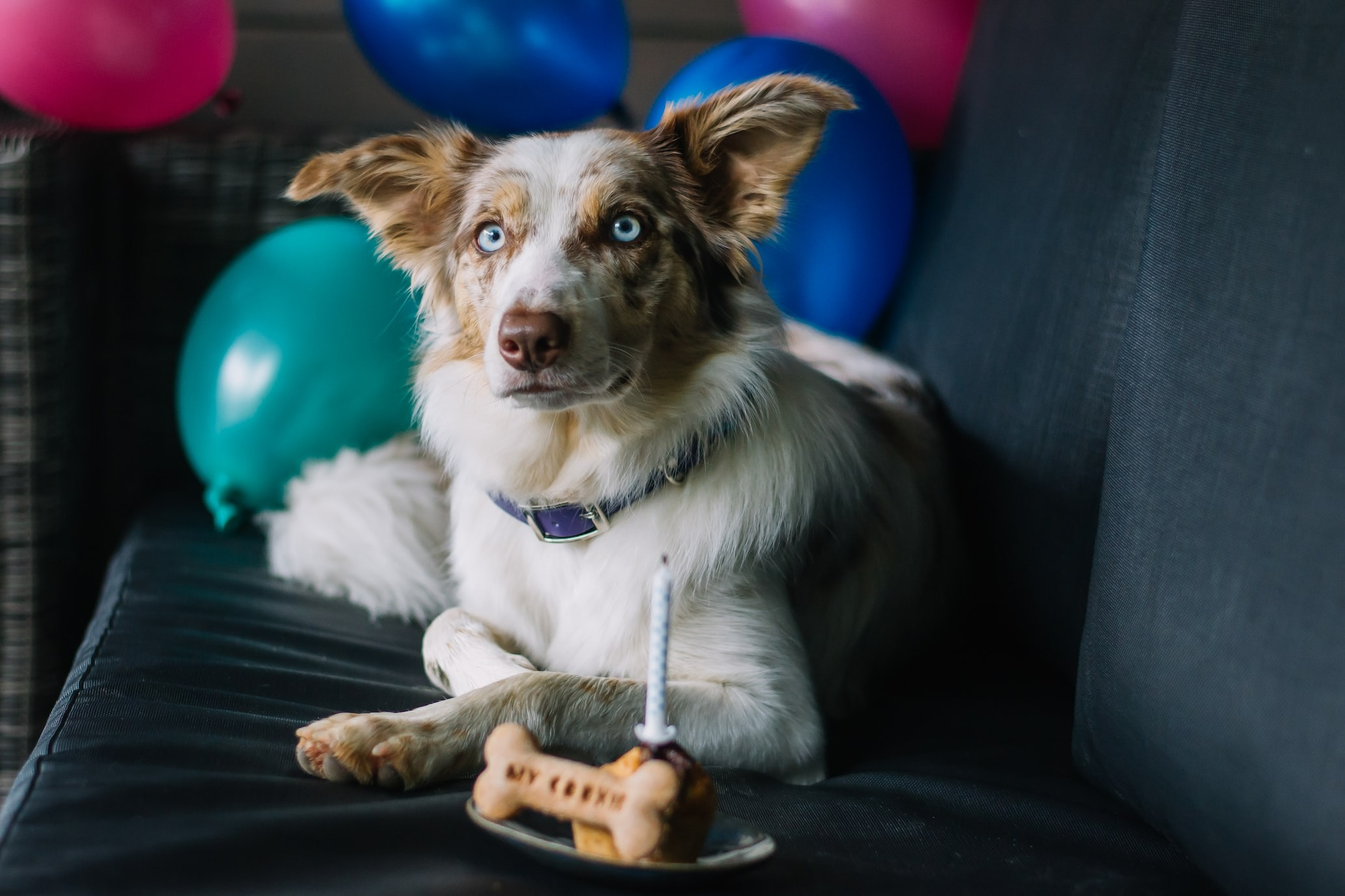 dog about to take a bite from its delicious birthday treat