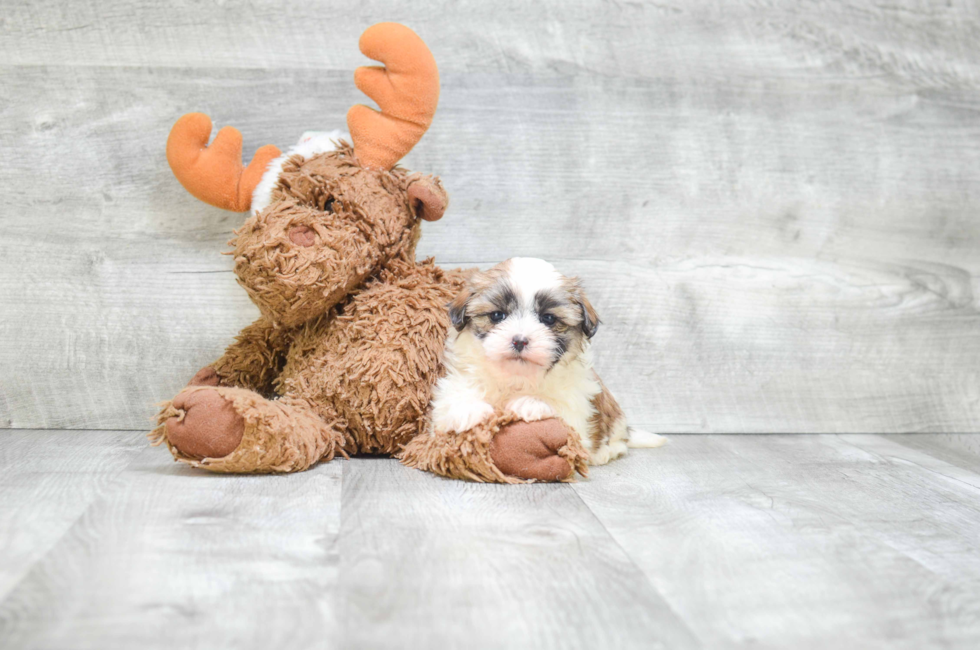 adopt a teddy bear puppy